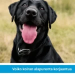 Voiko koiran alapurenta korjaantua